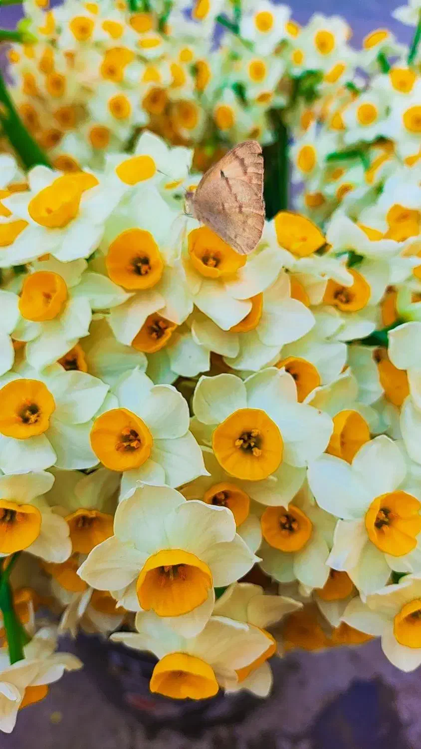 گل نرگس|گل و گیاه طبیعی|شیراز, شهرک بهار|دیوار