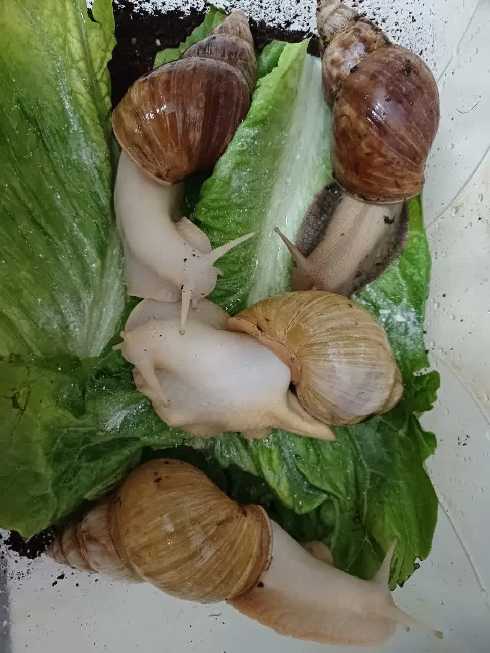 حلزون آچاتینا|خزنده|محمدشهر, سیدآباد|دیوار