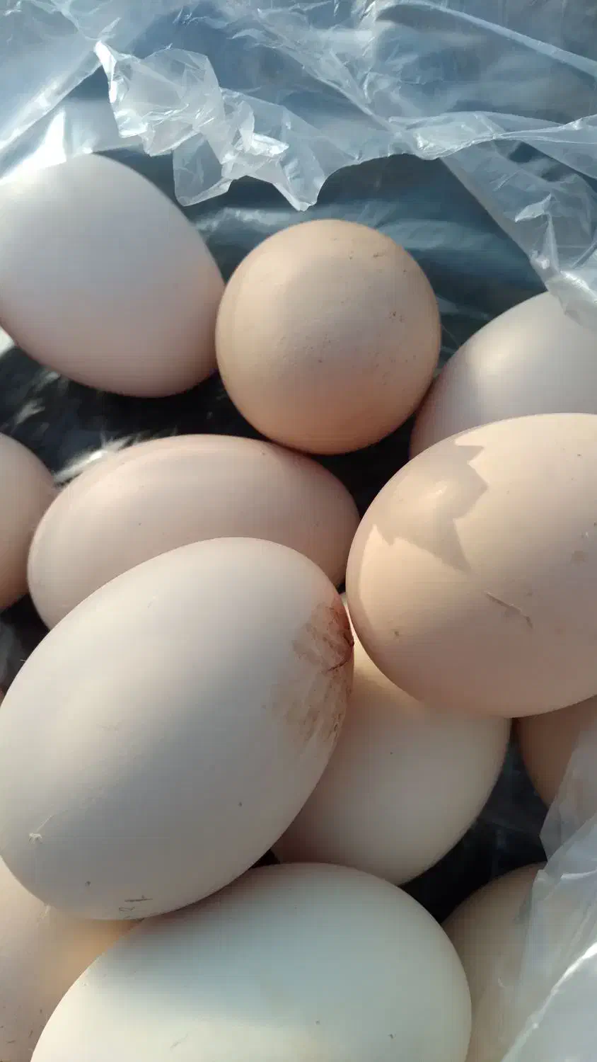 تخم مرغ محلی ارگانیک|خوردنی و آشامیدنی|آق قلا, |دیوار