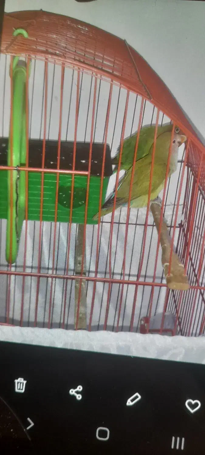 فروش ۳عددطوطی|پرنده|سقز, |دیوار