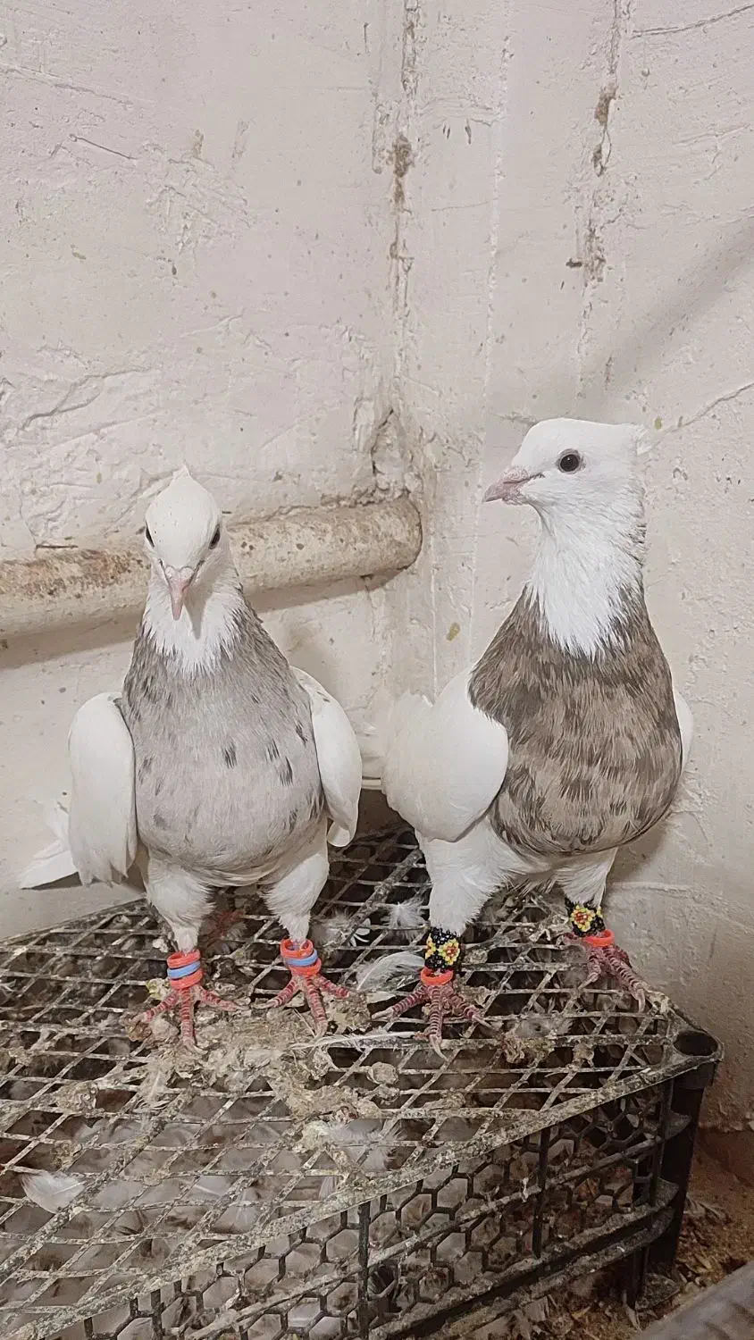 طوقی|پرنده|تهران, نازیآباد|دیوار