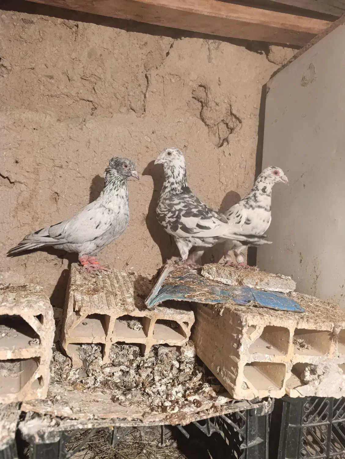 کبوترمقبول|پرنده|بجنورد, |دیوار