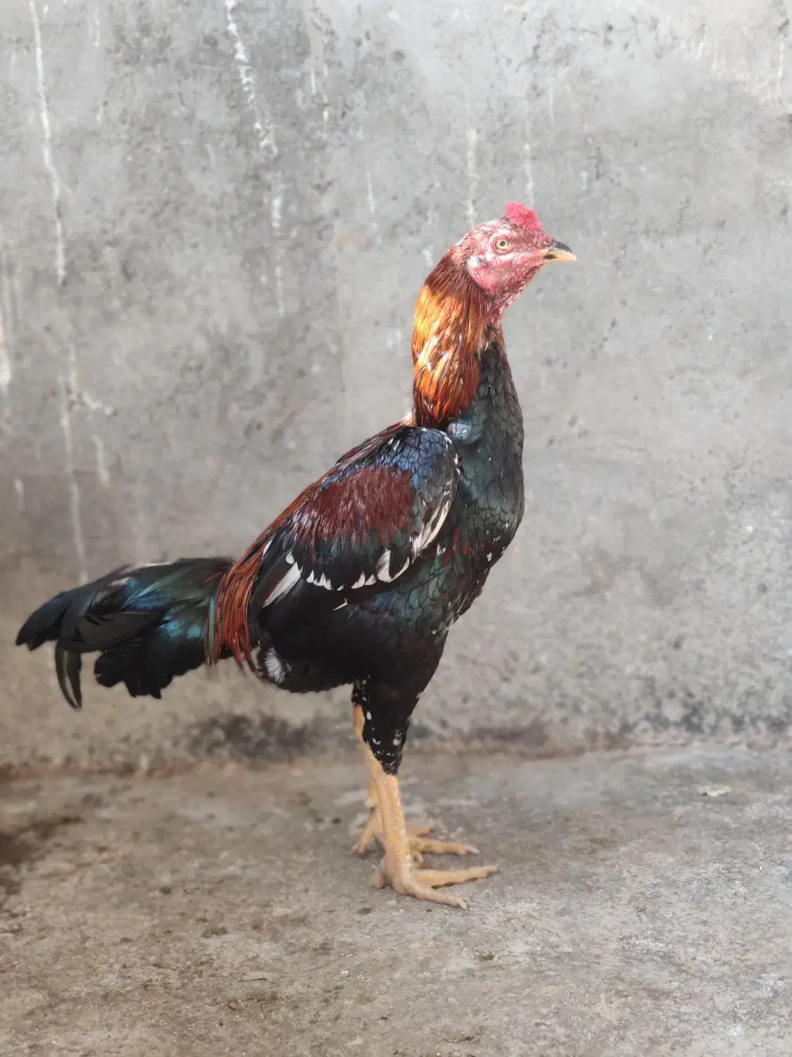 خروس لاری 9ماهه|حیوانات مزرعه|سرپل ذهاب, |دیوار