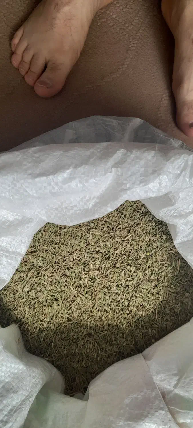 زیره سبز|خوردنی و آشامیدنی|چرداول, |دیوار