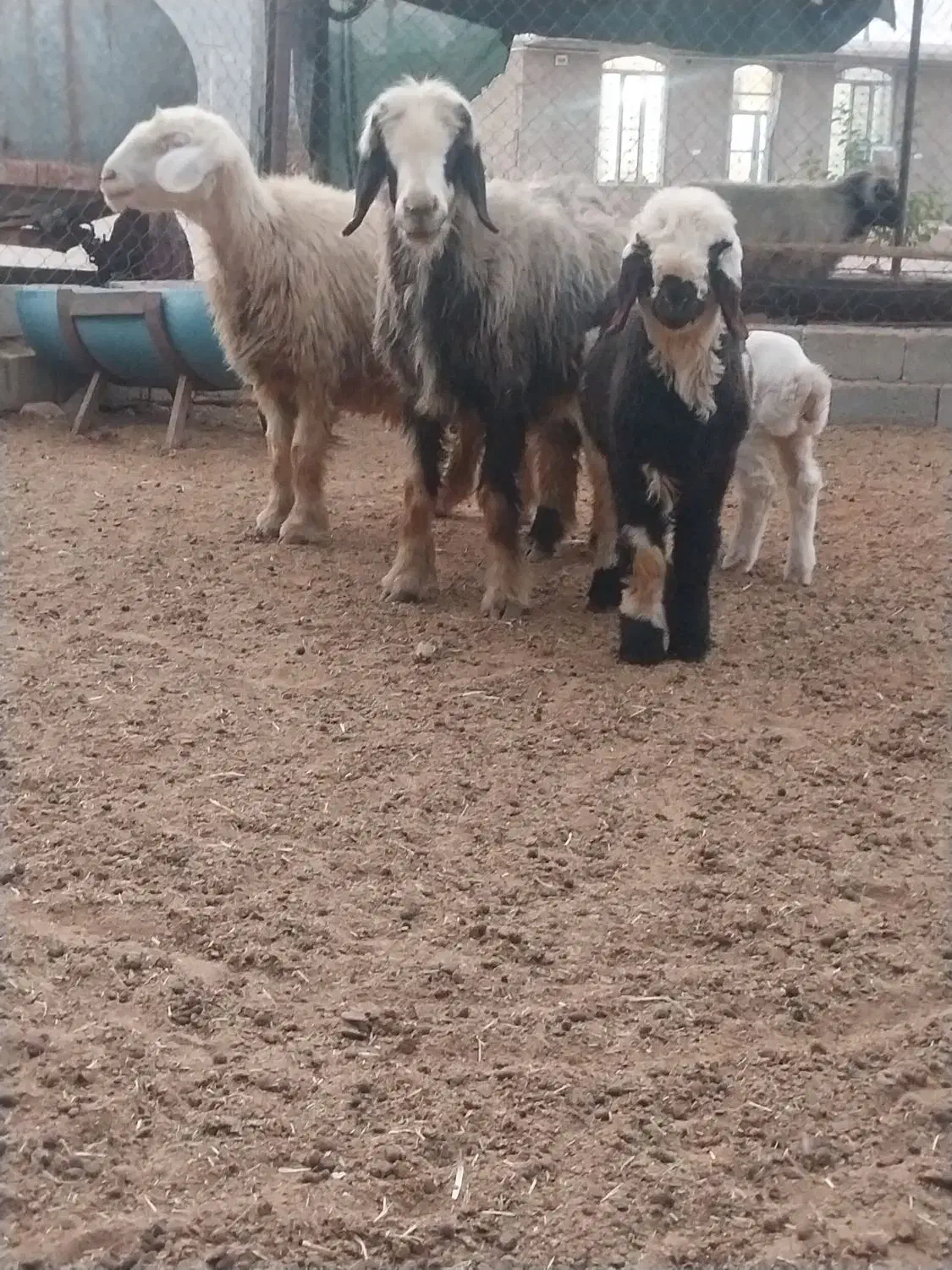 فروش ۲عدد میش برهدار|حیوانات مزرعه|شیراز, بازار|دیوار