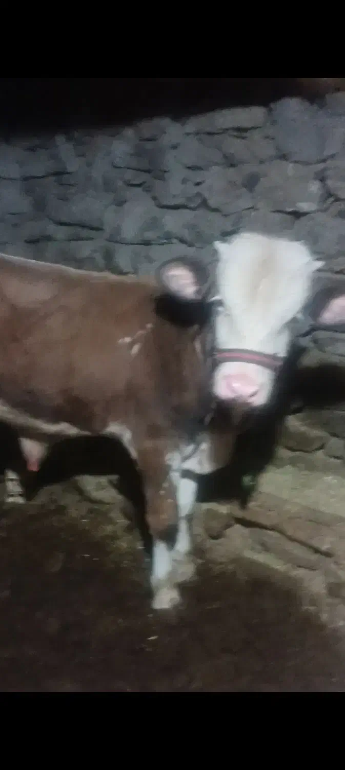 گوساله نر سمینطال|حیوانات مزرعه|سروآباد, |دیوار