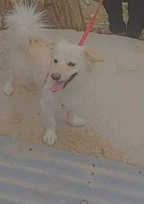 این سگ گم شده لطفا همکاری کنین ممنون میشم|حیوانات|زابل, |دیوار