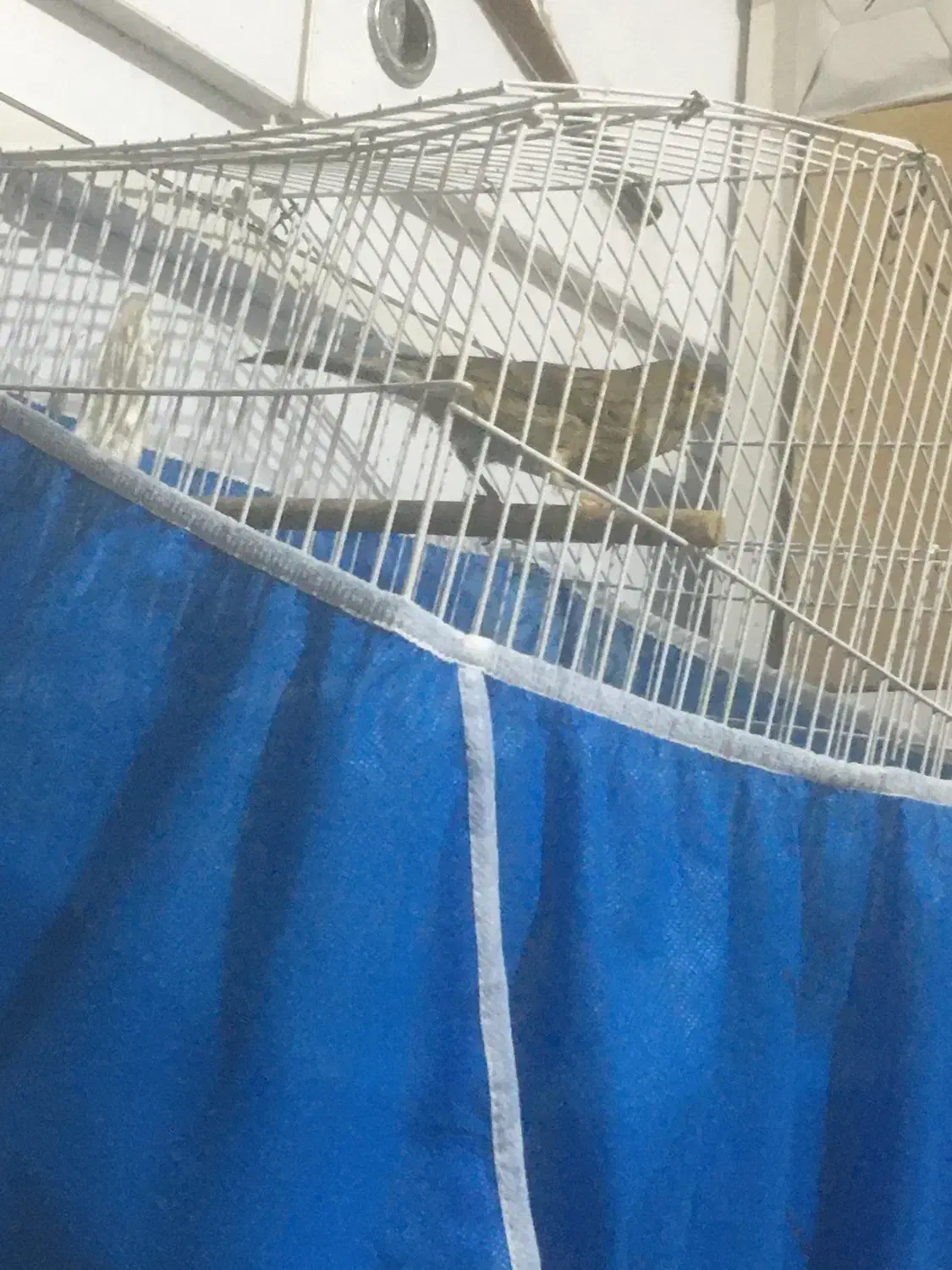 قناری نرسبز|پرنده|اصفهان, قلعه طبره|دیوار