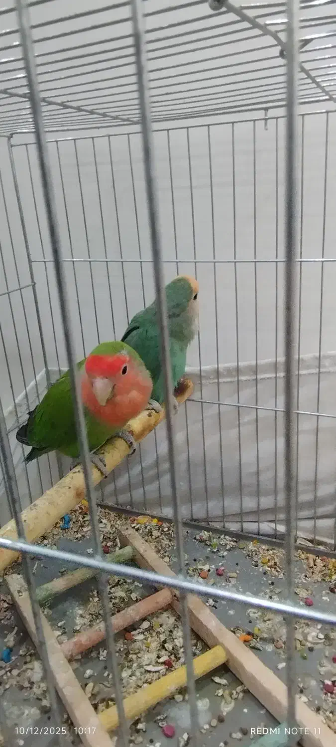 طوطی برزیلی جفت آماده|پرنده|قرچک, شهرک الحدید|دیوار