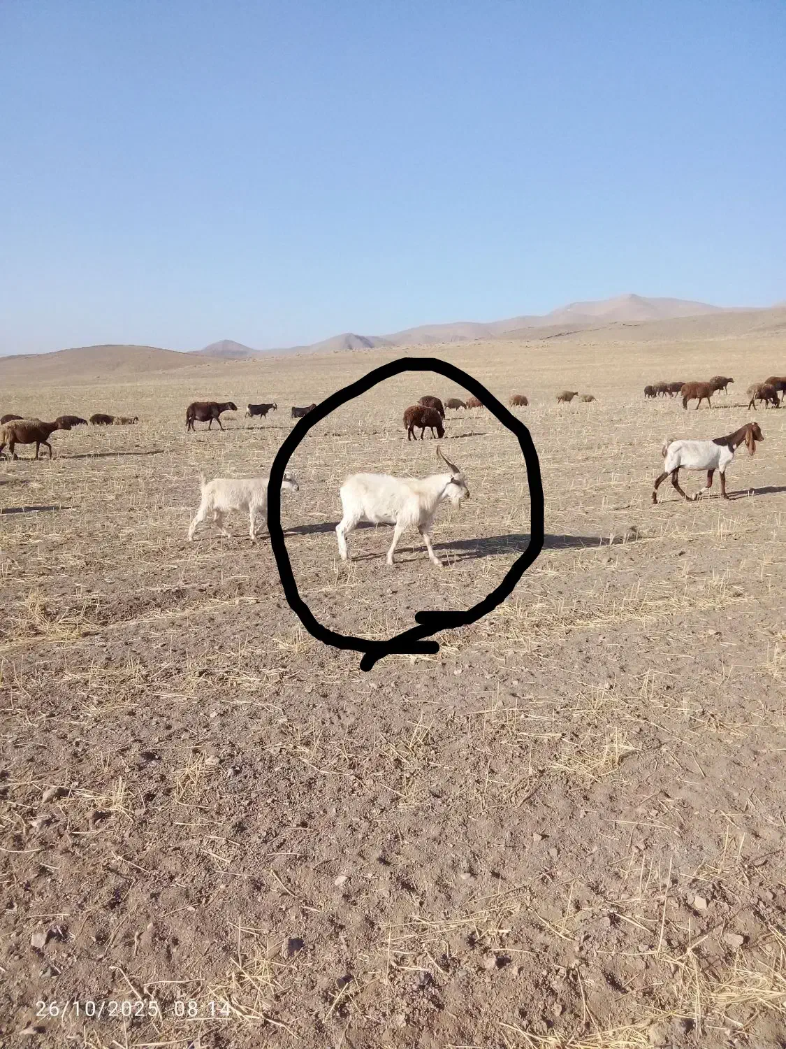 تگه سانن|حیوانات مزرعه|ملایر, |دیوار