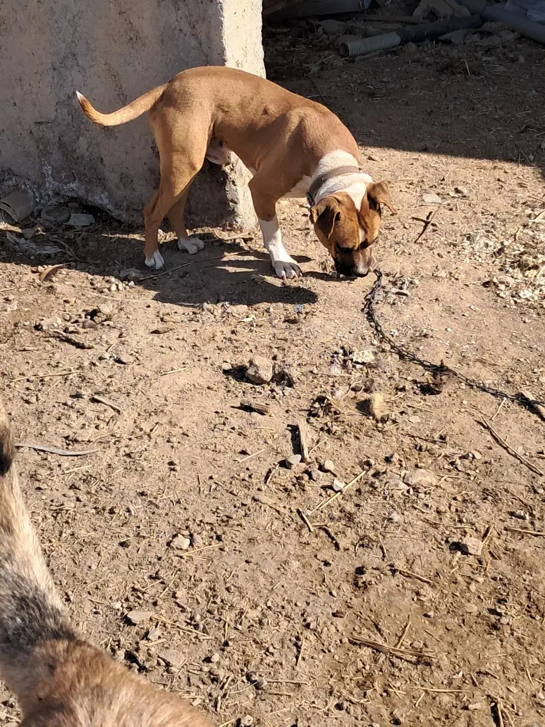 سگ پیتبول نر|سگ|ماهنشان, |دیوار