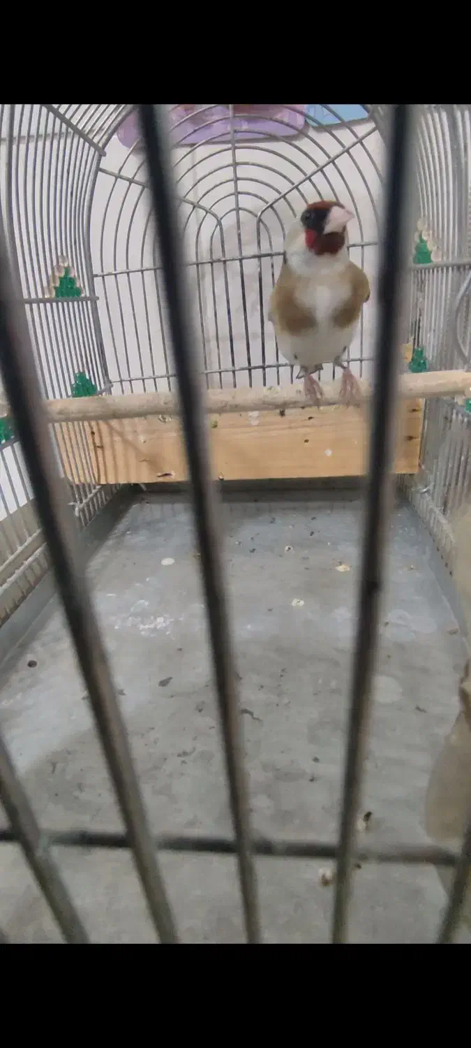 سهره|پرنده|شیراز, کوشک میدان|دیوار