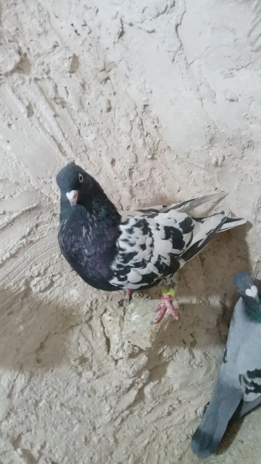 کبوتر پرشی کله سیاه،سبز ،زاغ ،دمسفیدو طوقی|پرنده|مشهد, گلبرگ|دیوار