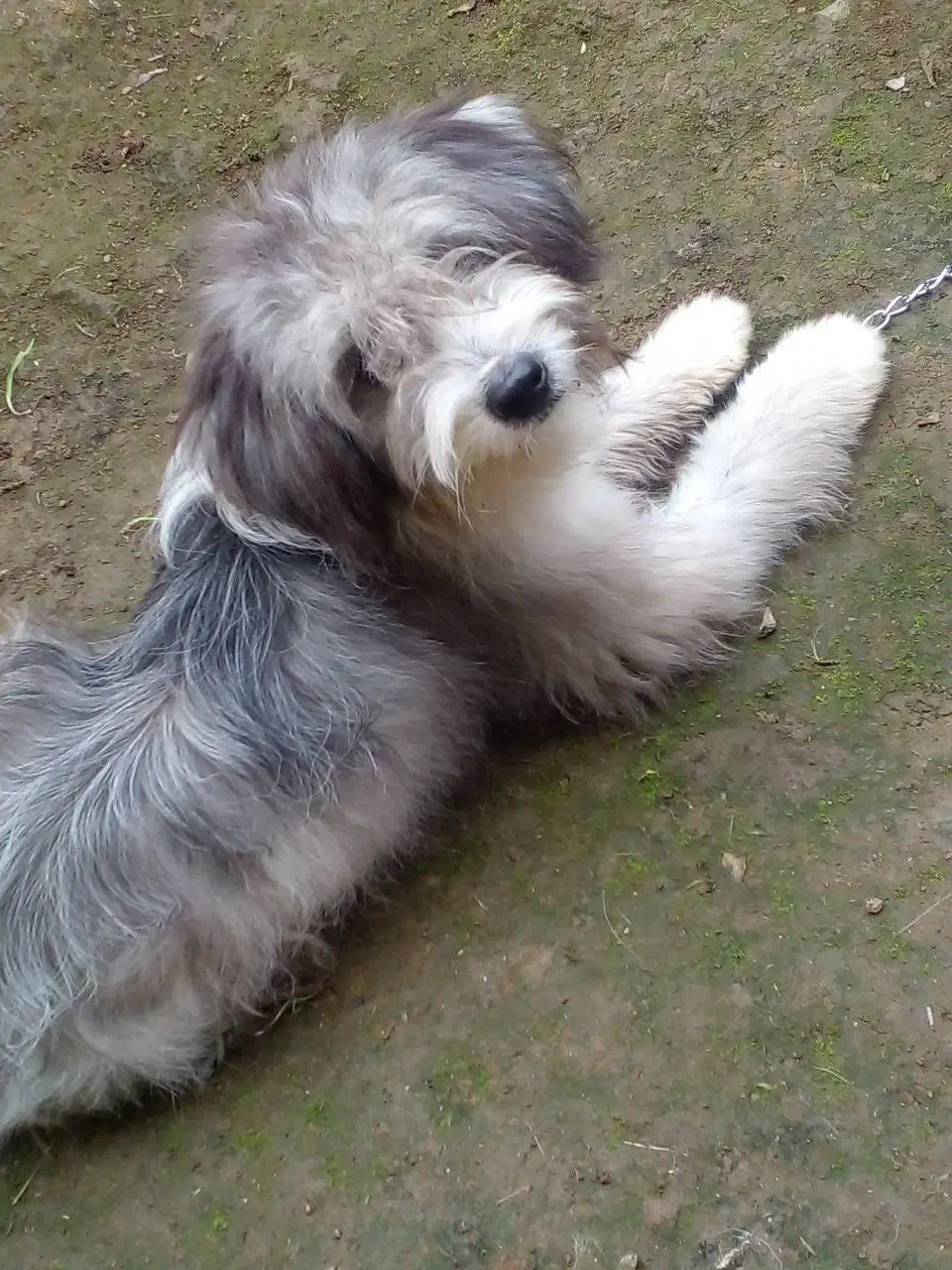 سگ شیتزو شناسنامه دار|سگ|رحیمآباد, |دیوار