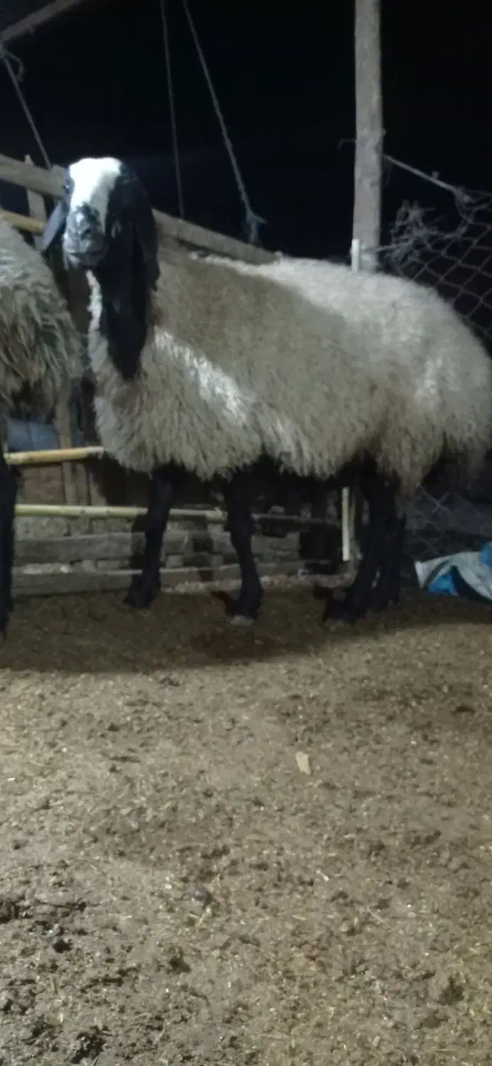 گوسفند|حیوانات مزرعه|مزرعه کتول, |دیوار