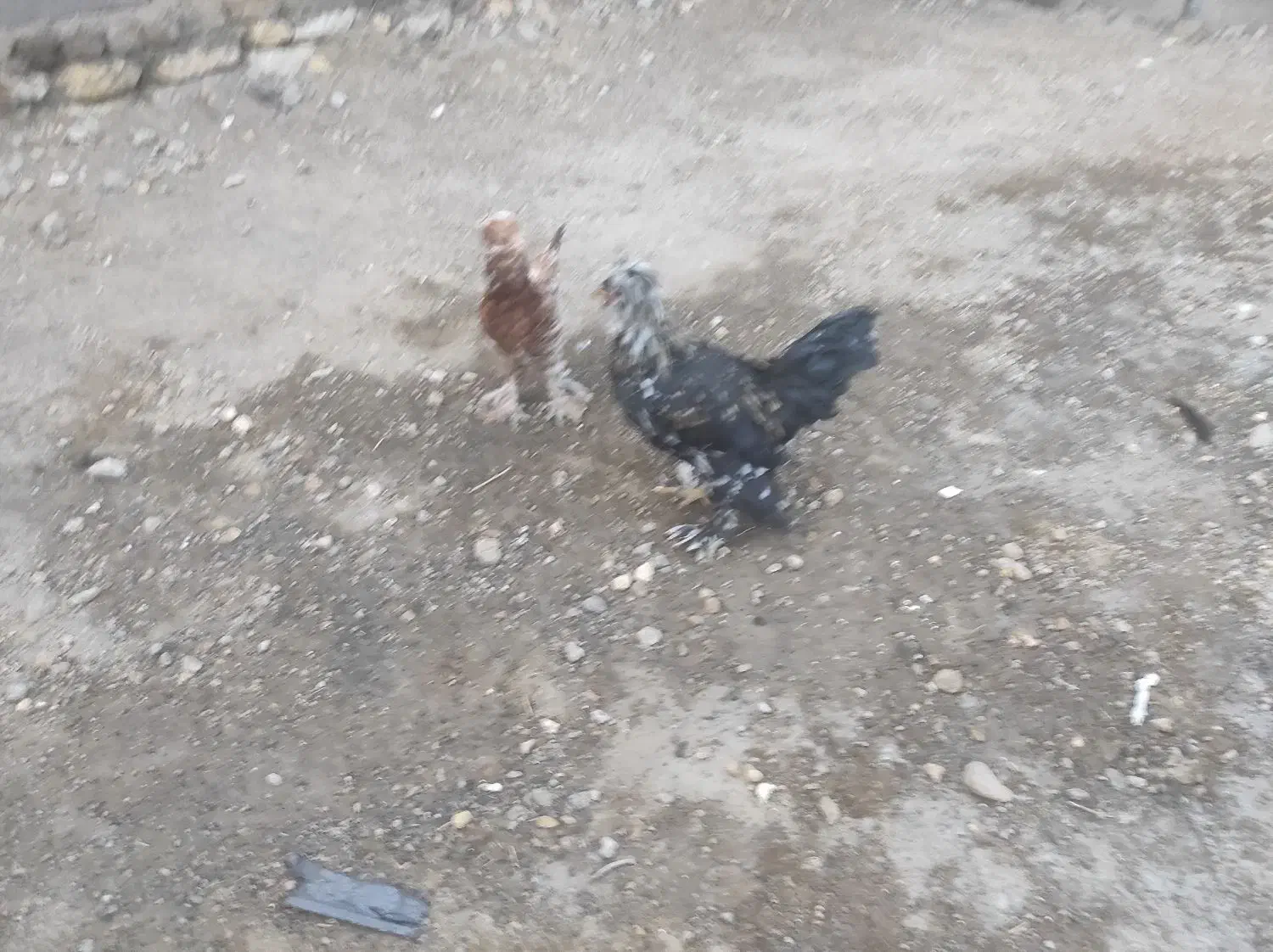 ۱۲عدد مرغ و خروس لهستانی کاکلی و پرپا|حیوانات مزرعه|قلقل رود, |دیوار