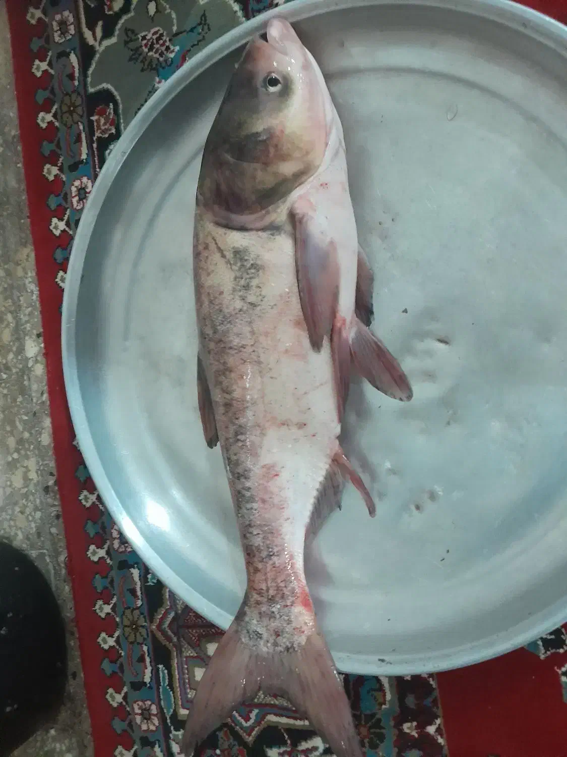 ماهی غزل سفید  بدون استخوان  زنده وتازه|خوردنی و آشامیدنی|الیگودرز, |دیوار