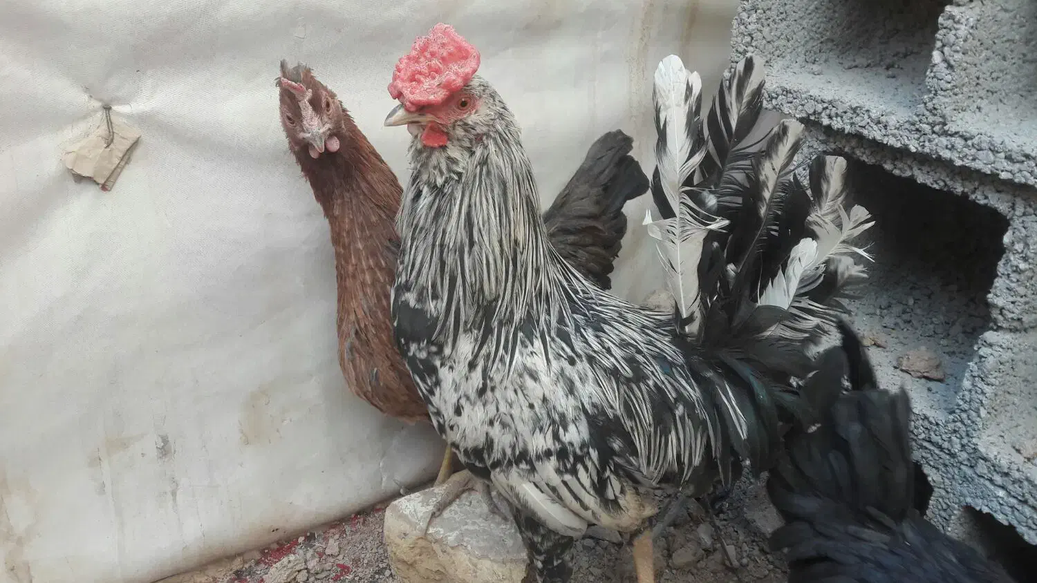 خروس گلین خطی یک دست500 هزار|پرنده|ارژن, |دیوار