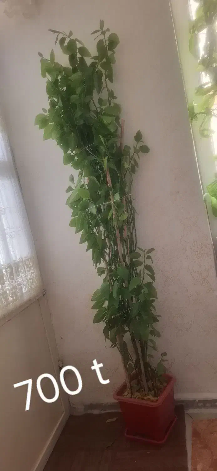 گل و گیاه|گل و گیاه طبیعی|ایوان, |دیوار