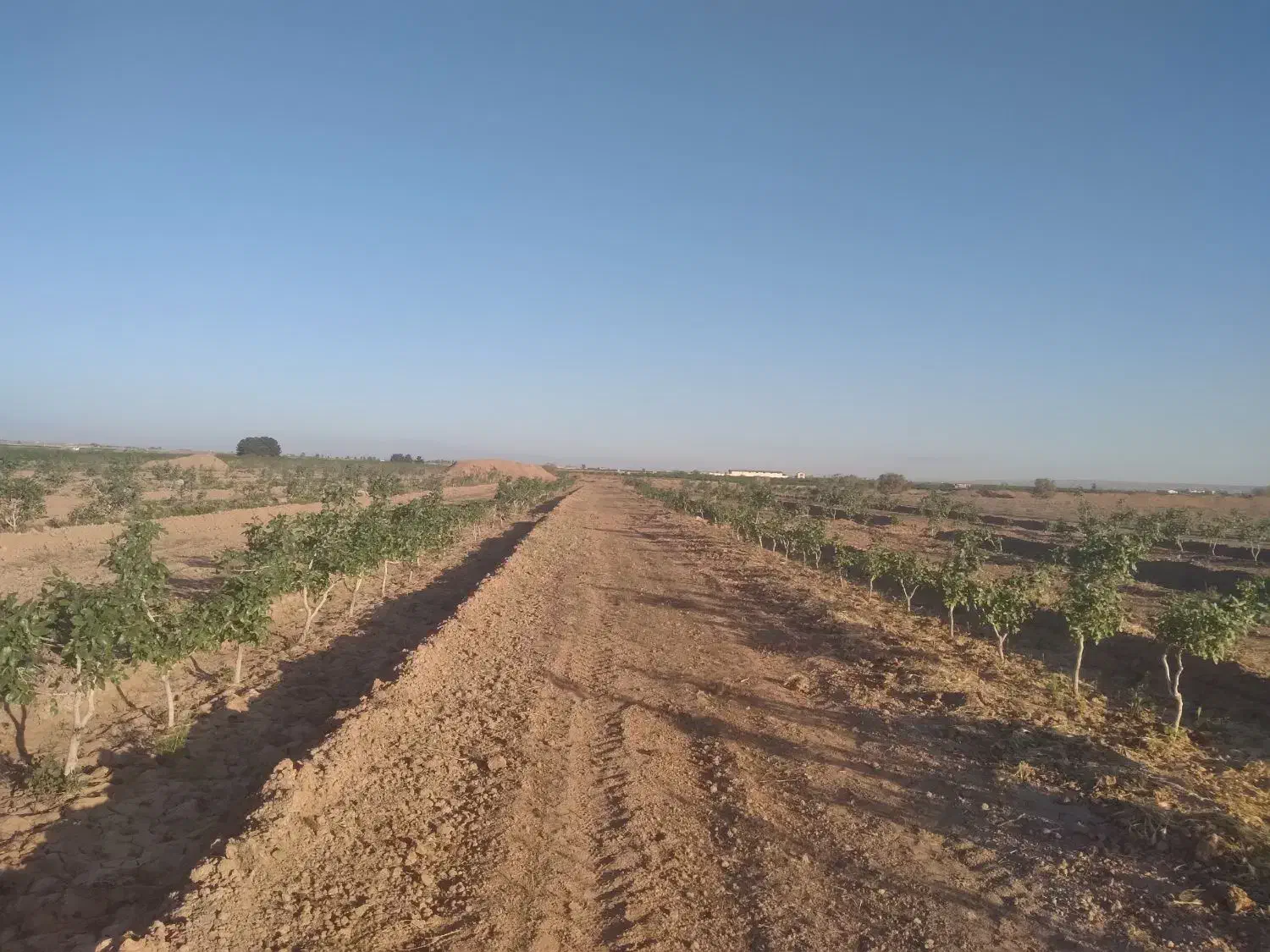 باغ پسته|فروش دفتر صنعتی، کشاورزی، تجاری|کویرات, |دیوار