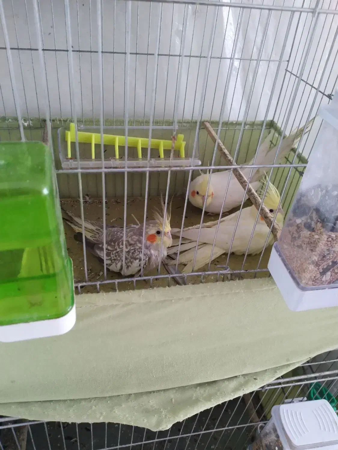 فروش جوجه عروس هلندی های خانگی|پرنده|حاجی آباد, |دیوار