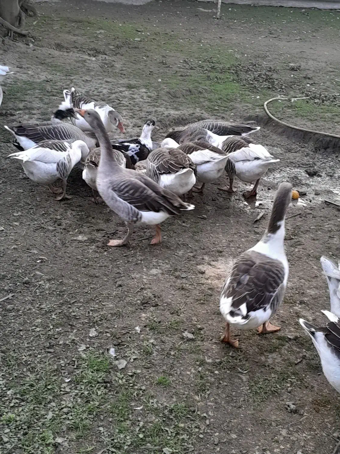 فروش غاز محلی و قو غاز|حیوانات مزرعه|آستانه اشرفیه, |دیوار