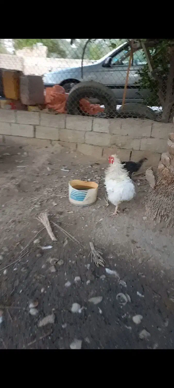 خروس فری سفید|حیوانات مزرعه|کنار تخته و کمار, |دیوار