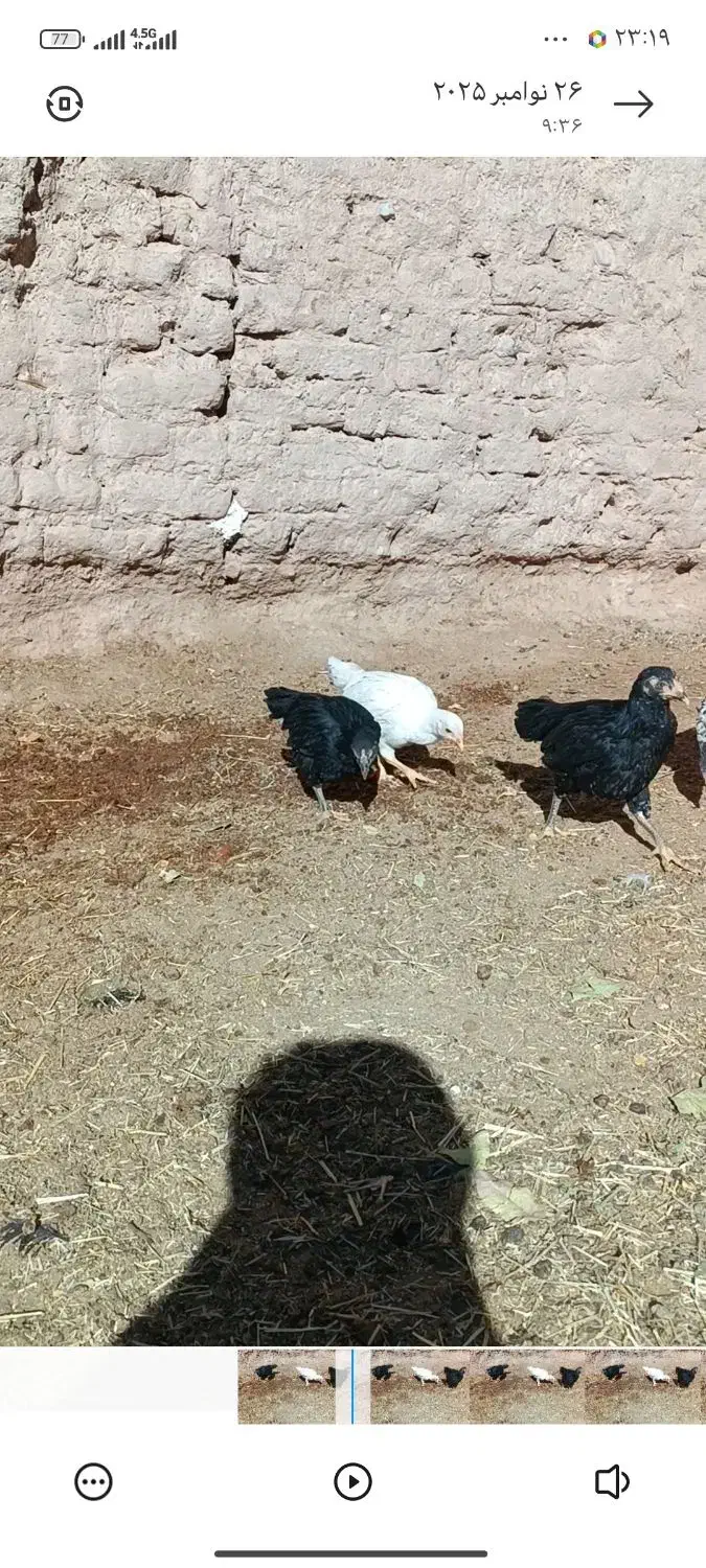 جوجه مرغ فروشی|پرنده|بیرجند, |دیوار