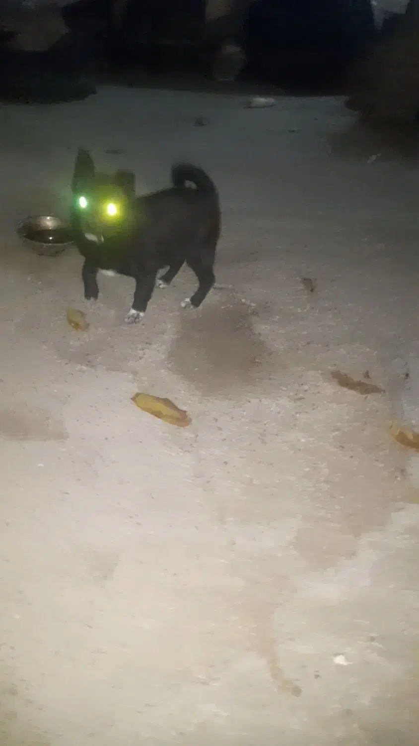 سگ آپارتمانی کوچک ریز|سگ|اهر, |دیوار