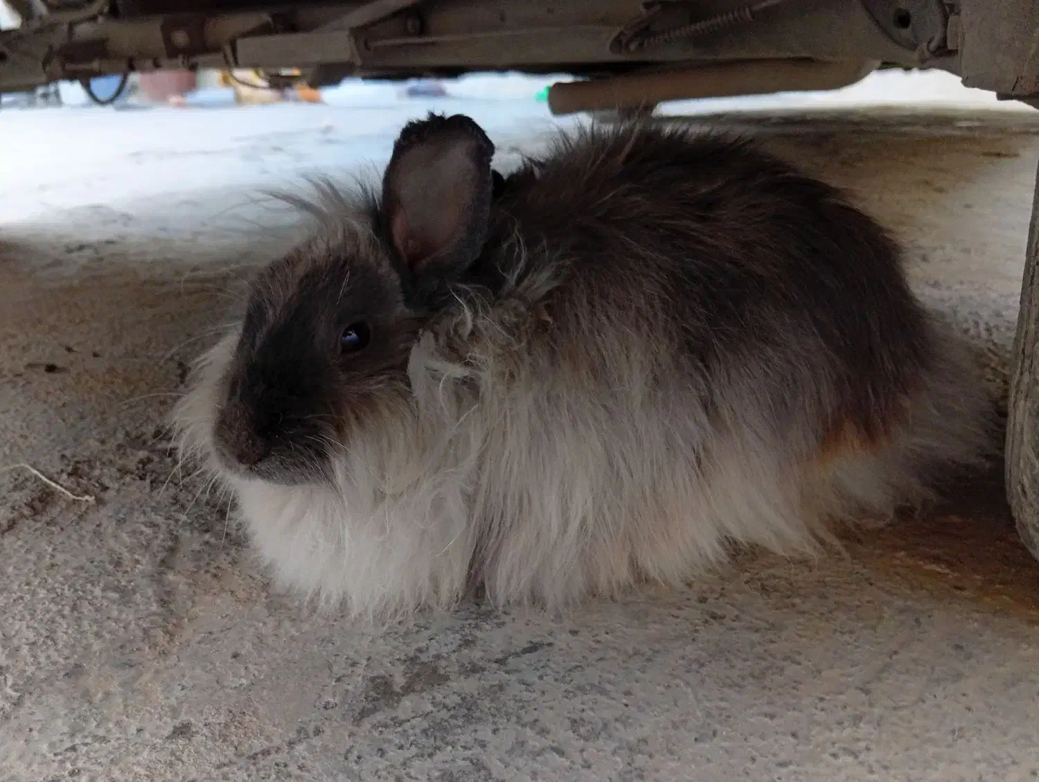 خرگوش لوپ|موش و خرگوش|خرم‌آباد, |دیوار