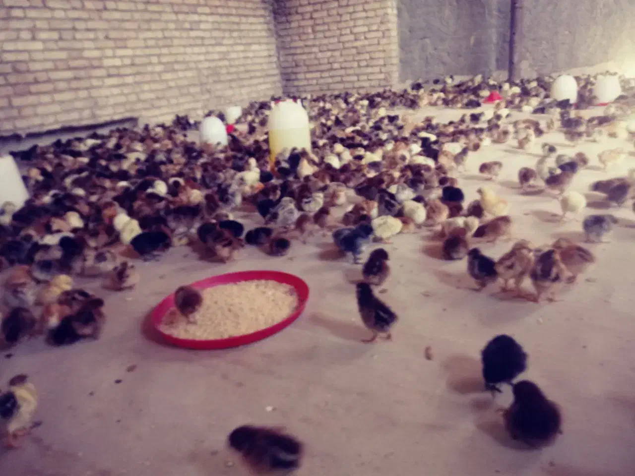 جوجه|حیوانات مزرعه|یزد, |دیوار