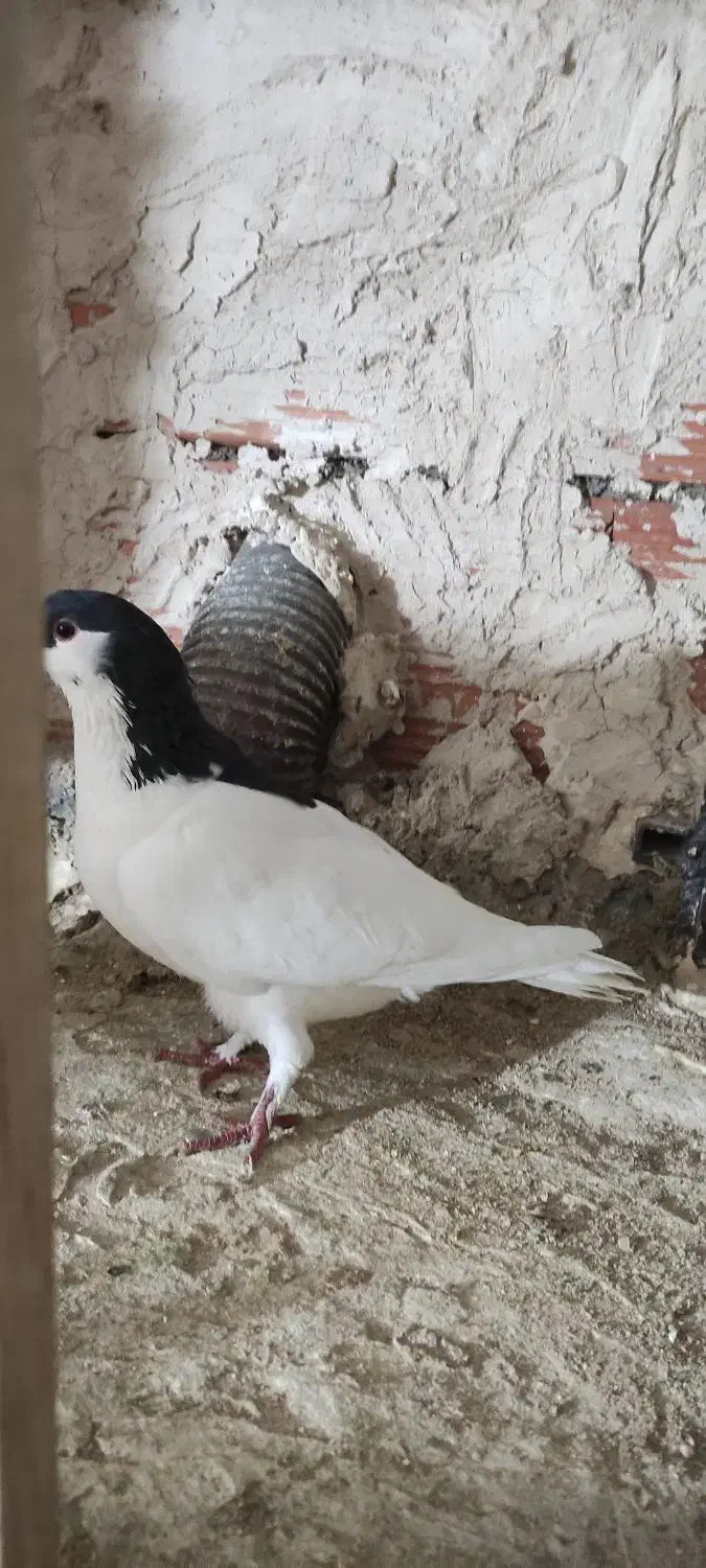 خال ماده درشت|پرنده|بجنورد, |دیوار