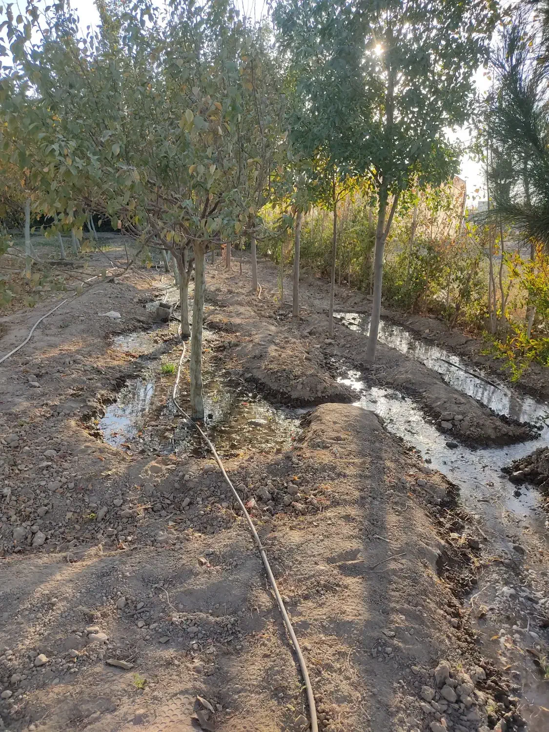 باغچه|فروش زمین و ملک کلنگی|فشاپویه, |دیوار