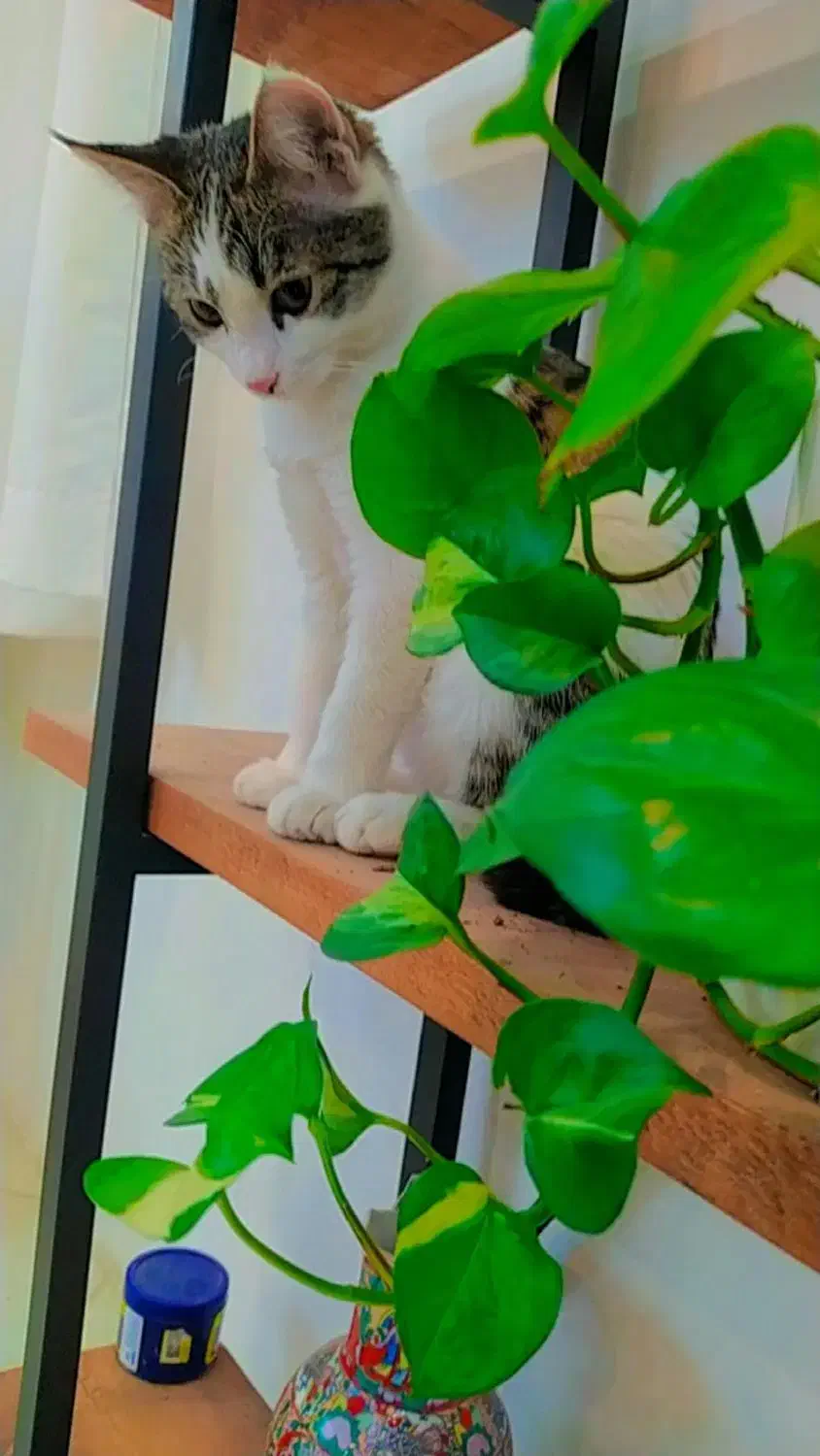 گمشده|حیوانات|نیشابور, دارایی|دیوار