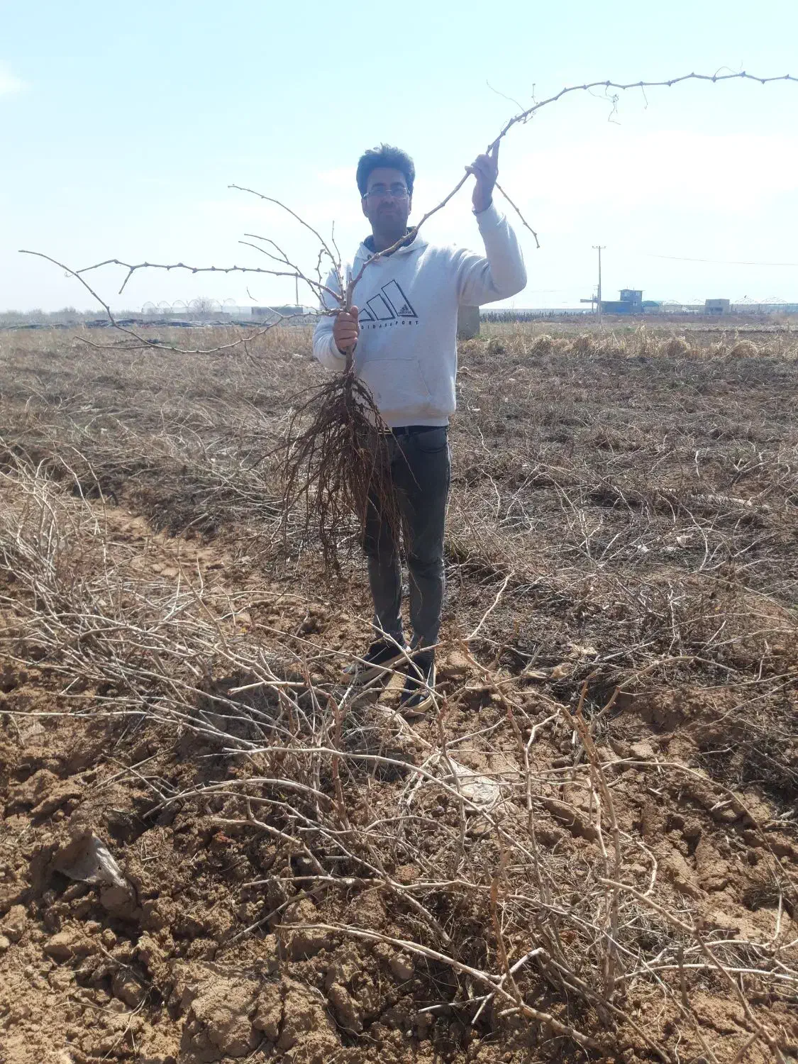 نهال انگور تضمینی با ضمانت کتبی|حراج|خرمدشت, |دیوار