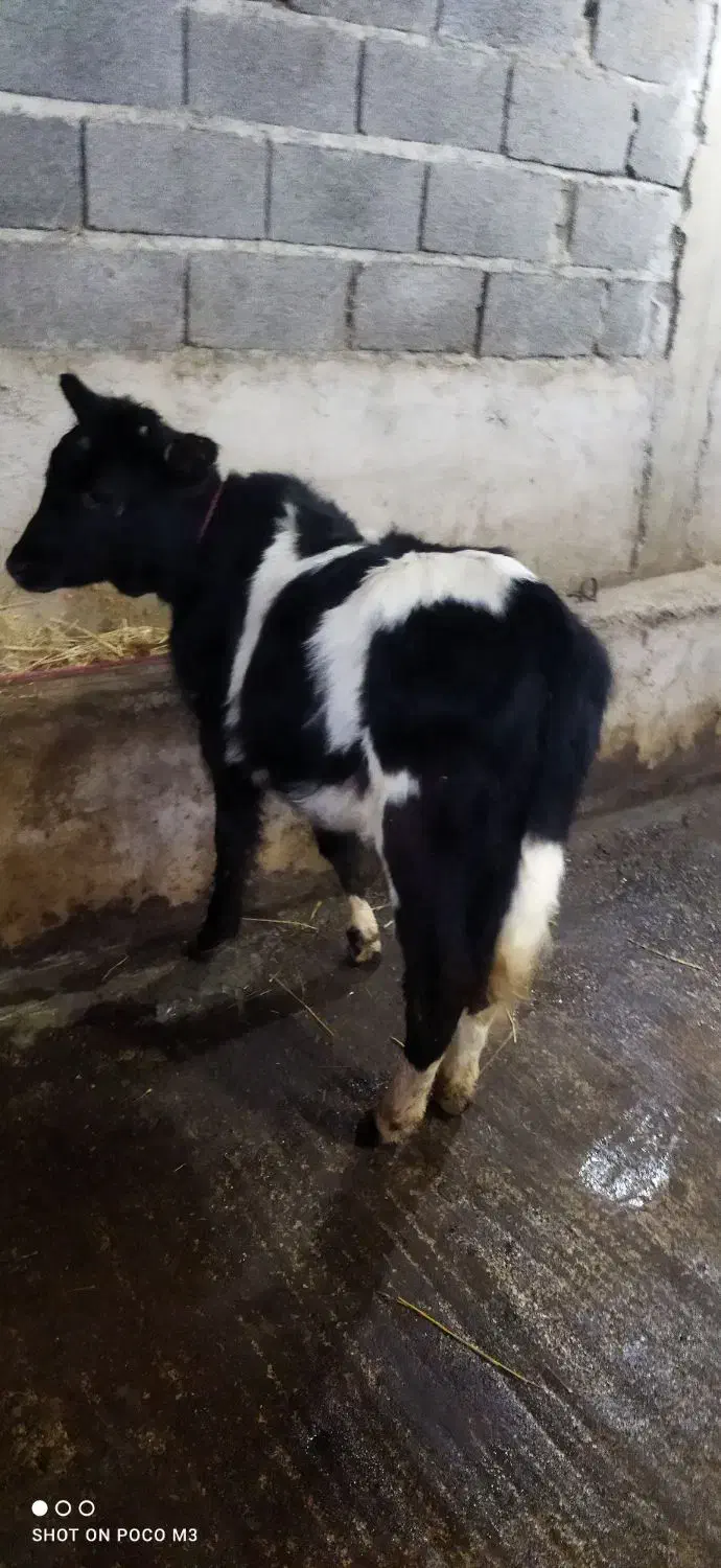 گوساله ماده گیل دورگ|حیوانات مزرعه|سیاهکل, |دیوار