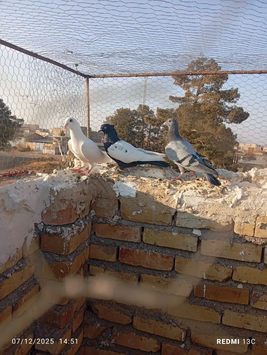 صید فروشی|پرنده|تربت جام, معدآباد|دیوار