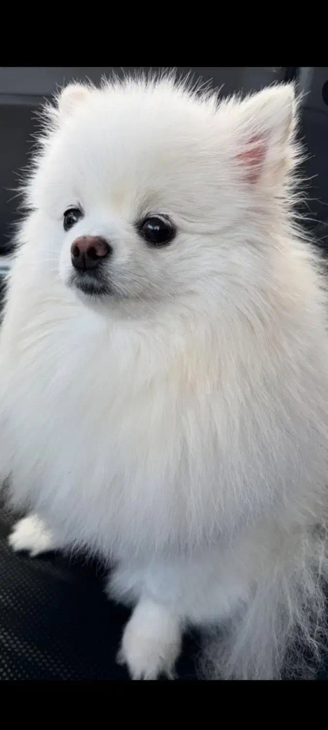 سگ،|سگ|میبد, |دیوار