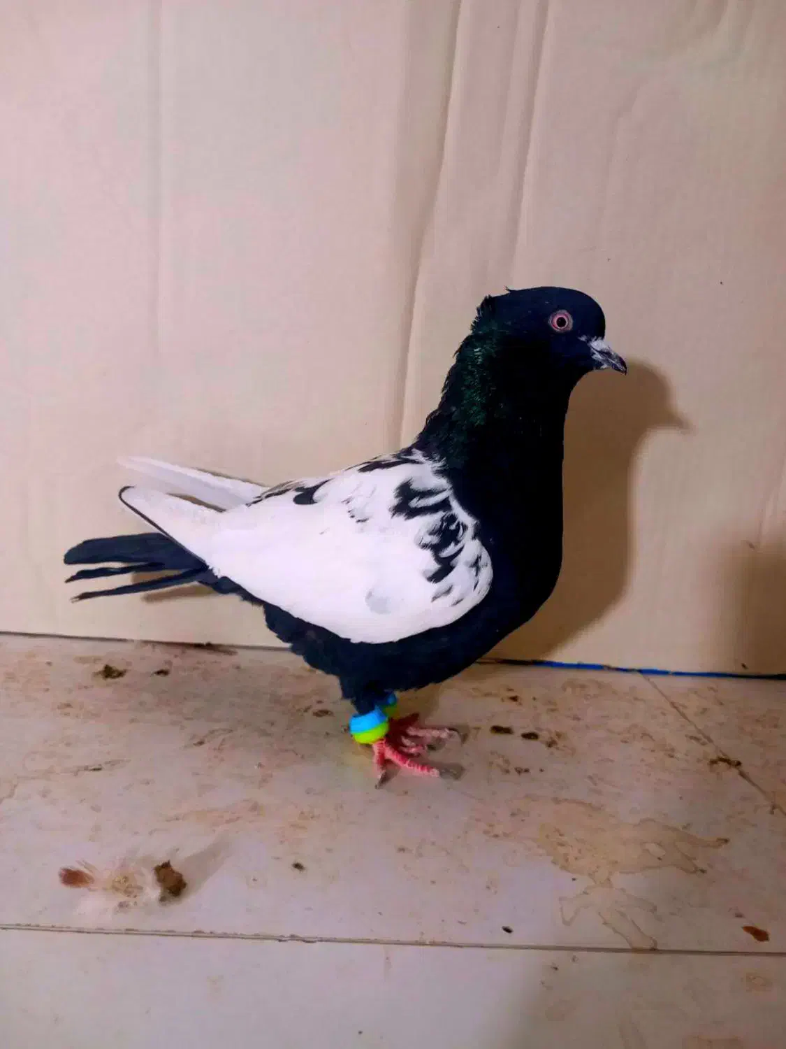 سینه سیاه کاکلی ماده درشت قواره دار|پرنده|مشهد, انقلاب|دیوار