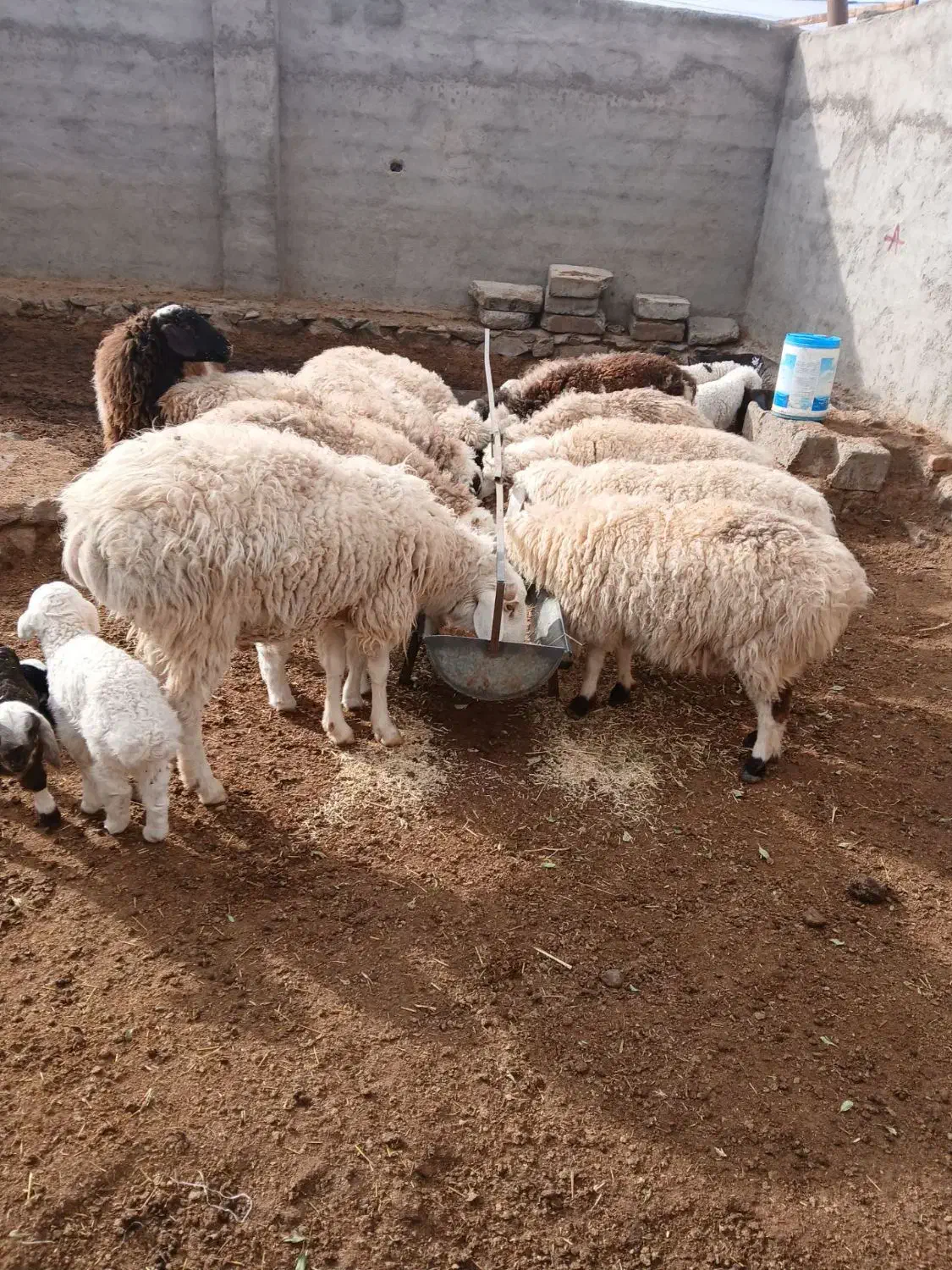 گوسفند|حیوانات مزرعه|سربیشه, |دیوار