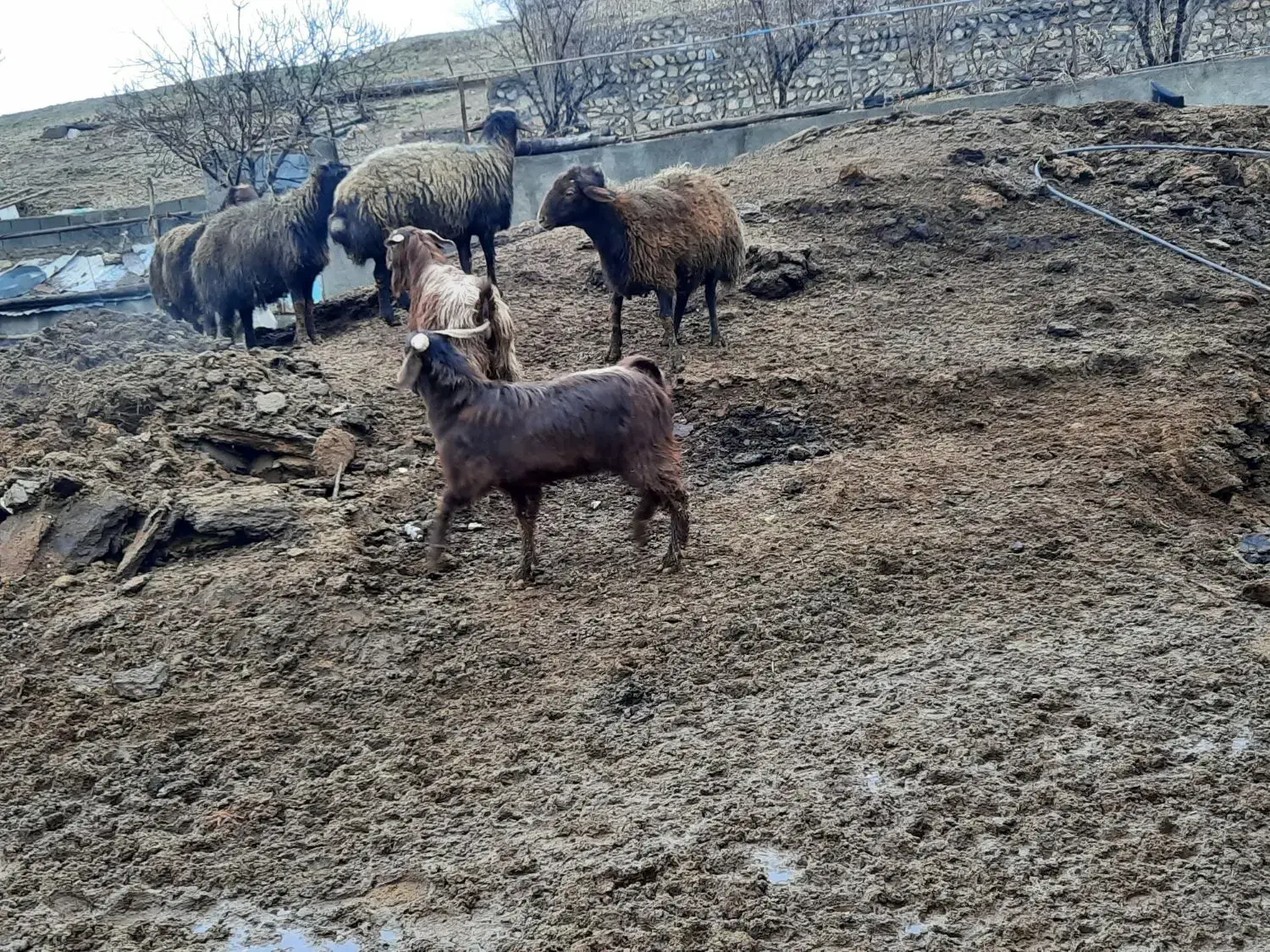 قوچ|حیوانات مزرعه|هشتگرد, خور|دیوار