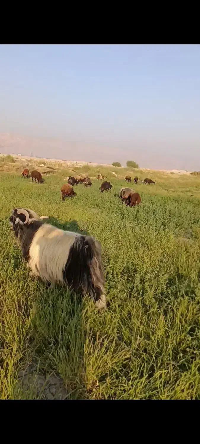 پازن گمشده|حیوانات مزرعه|بهبهان, |دیوار