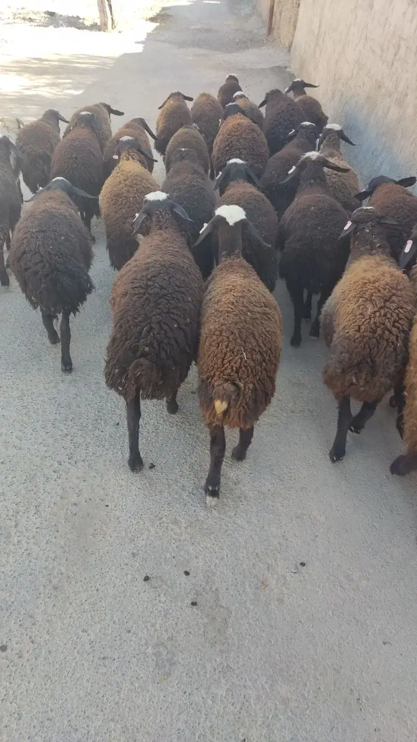 فروش بره ماده نژاد شال همگی دو قلو زا|حیوانات مزرعه|آباده, |دیوار