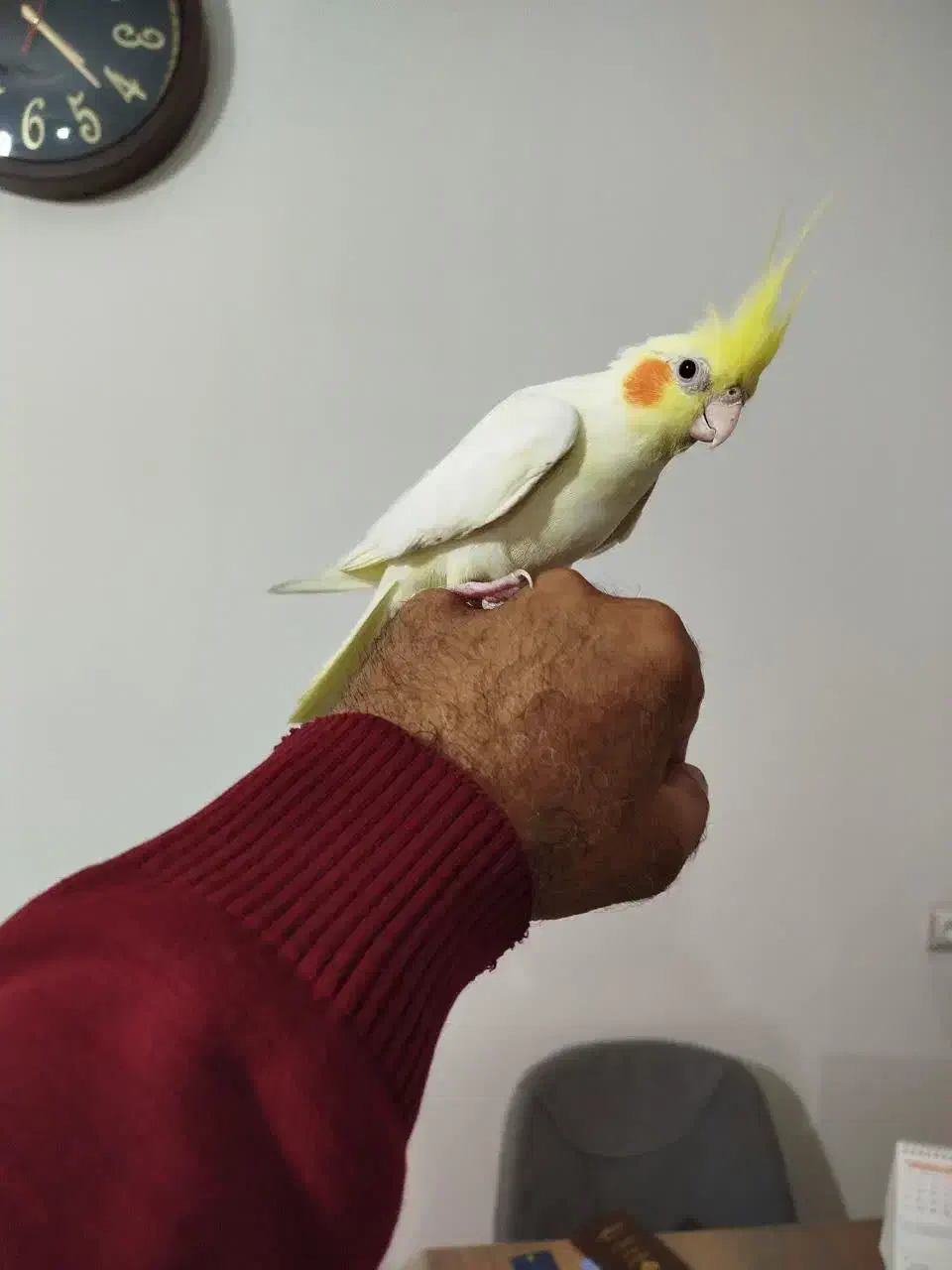 عروس هلندی|پرنده|ماهدشت, |دیوار