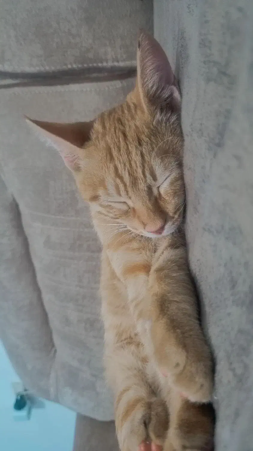 گربه|گربه|مشهد, بهارستان|دیوار