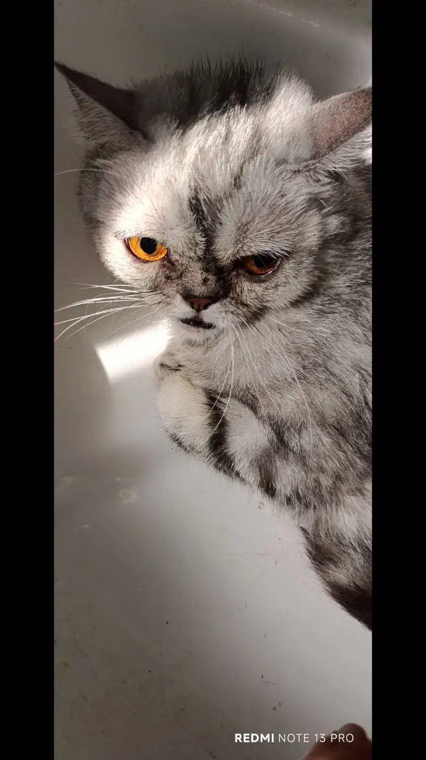 واگذاری گربه|گربه|بندرعباس, |دیوار