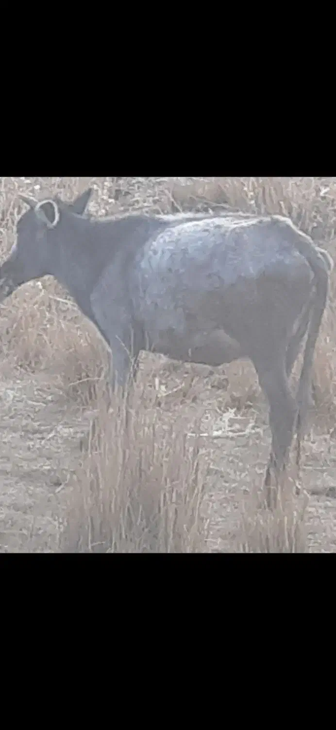 گوسفند گاو|حیوانات مزرعه|قروه, |دیوار