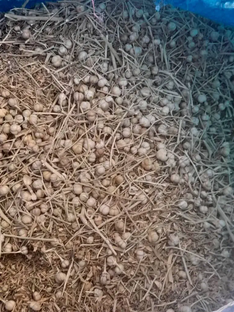 اسفند تازه|گل و گیاه طبیعی|فیروزآباد (فارس), |دیوار