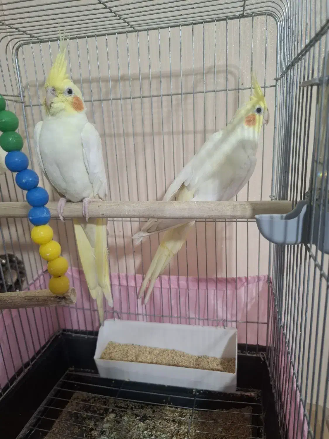 عروس هلندی|پرنده|قرچک, مهدیه|دیوار