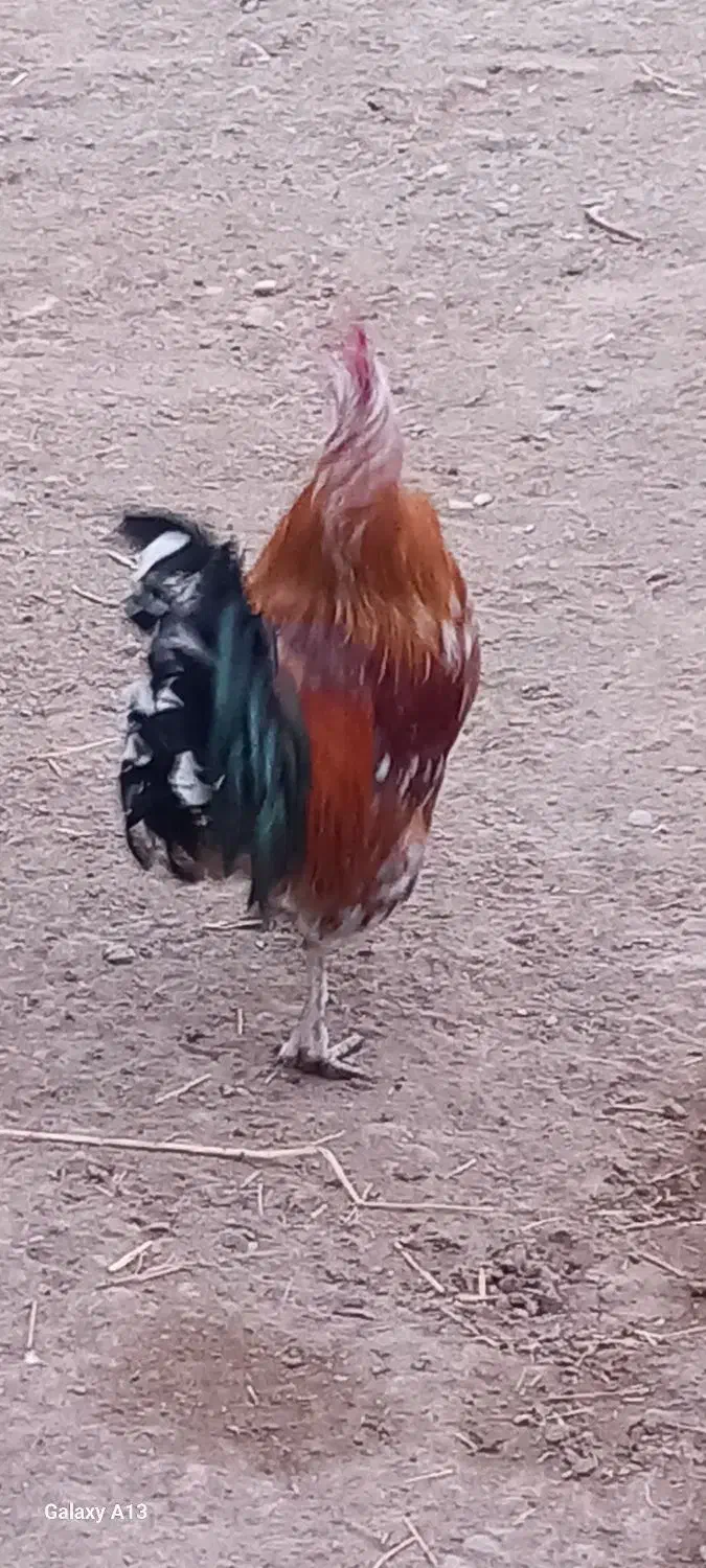 خروس گلین|حیوانات مزرعه|سیلاخور, |دیوار